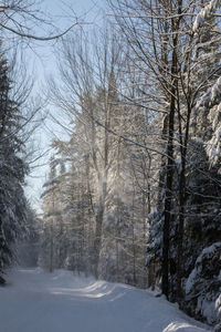 Snow covered trees in forest