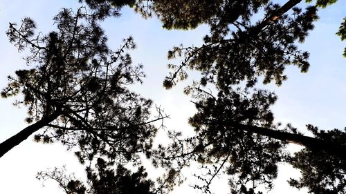 Low angle view of trees against sky