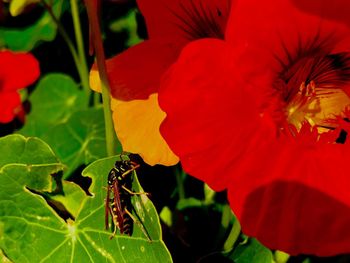 Close-up of insect on red flower