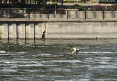 View of birds swimming in river