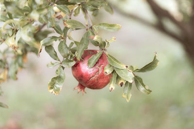 Close-up of red berries growing on tree