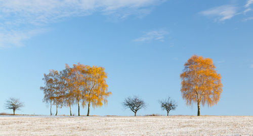 Trees on field against sky during autumn