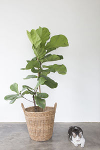 Close-up of plant in basket