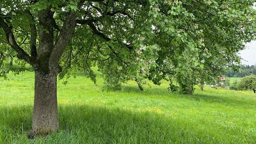 Trees on field