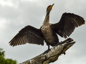 Low angle view of bird perching on tree