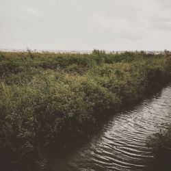 Plants growing on land against sky