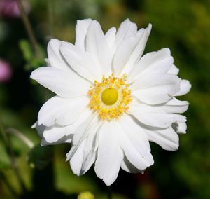 Close-up of white flower