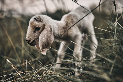 Close-up of sheep on field