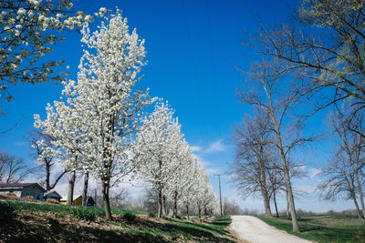 Trees on field against clear blue sky