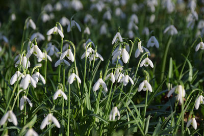 Close-up of white flowering plants on field
