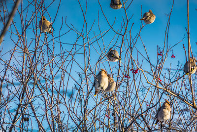 Low angle view of birds perching on bare tree