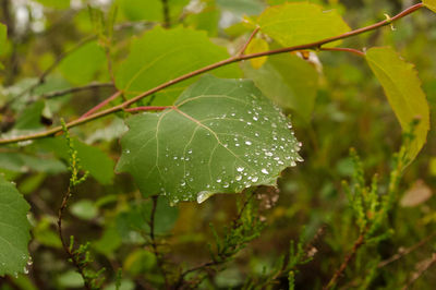 Close-up of raindrops on leaves
