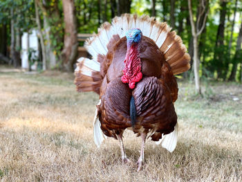 Close-up of rooster on land