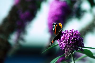 Close-up of butterfly pollinating on purple flower