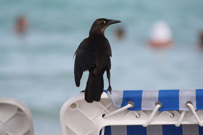 Close-up of bird perching on a sea