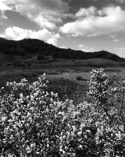 Scenic view of flowering plants on field against sky