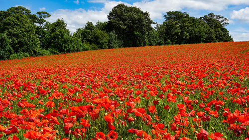 Red flowers growing on field against sky