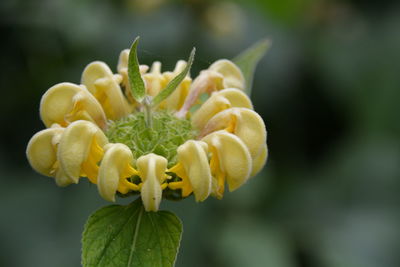 Close-up of yellow flowering plant