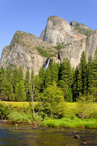 Scenic view of forest against clear sky