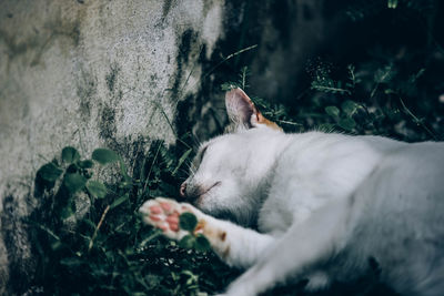 Cat sleeping