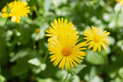 Close-up of yellow flowering plant