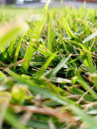 Close-up of crops growing on field