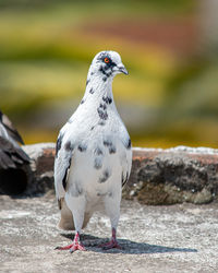 Close-up of seagull perching on rock