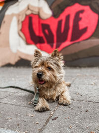 Portrait of dog sitting on footpath