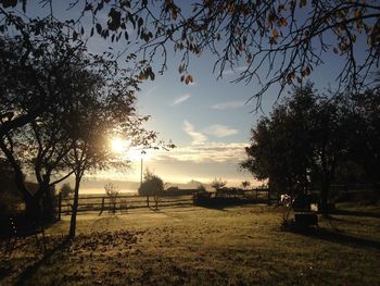 Sun shining through trees