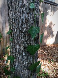 Close-up of ivy growing on tree trunk