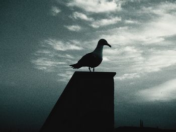 Low angle view of bird perching on pole against sky