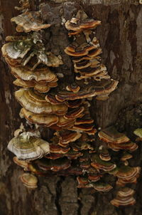 Close-up of mushrooms growing on tree trunk