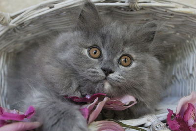 Close-up portrait of kitten