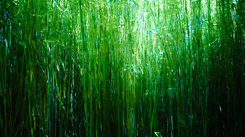 Full frame shot of bamboo trees
