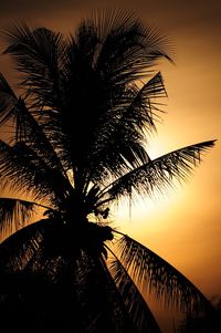 Low angle view of palm trees against sky