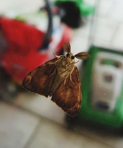 Close-up of butterfly on glass window