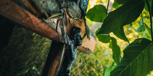 Close-up of cross by plants in forest