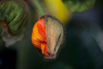 Close-up of bud