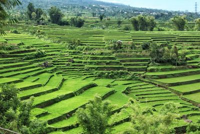 High angle view of agricultural field