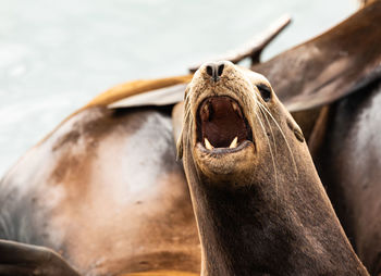 Close-up of sea lion