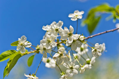 Low angle view of white flowering tree against blue sky