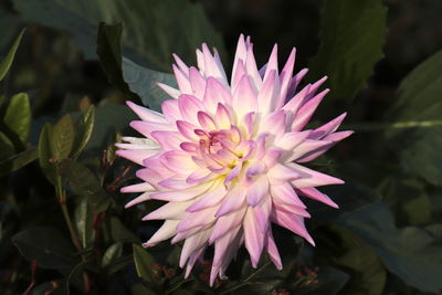 Close-up of pink flower