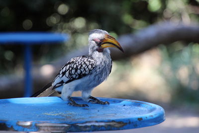 Close-up of bird perching on blue metal