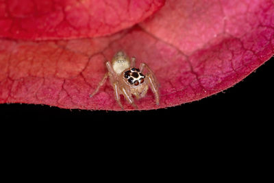 Close-up of spider on web