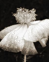 Close-up of wet flower on plant