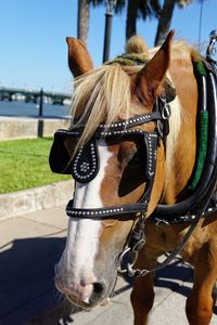 Close-up of horse