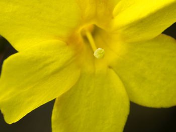 Close-up of yellow flower blooming outdoors