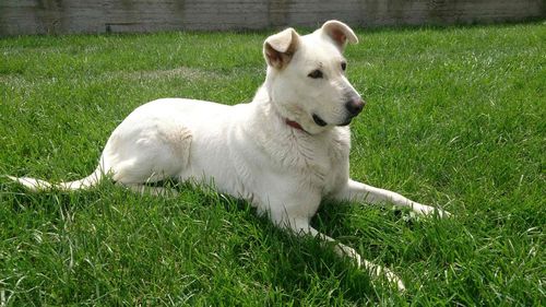 Dog lying on grass