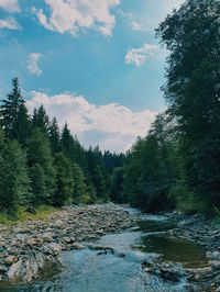 Quiet forest scenery. surreal river