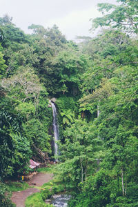 Scenic view of ivy growing on tree